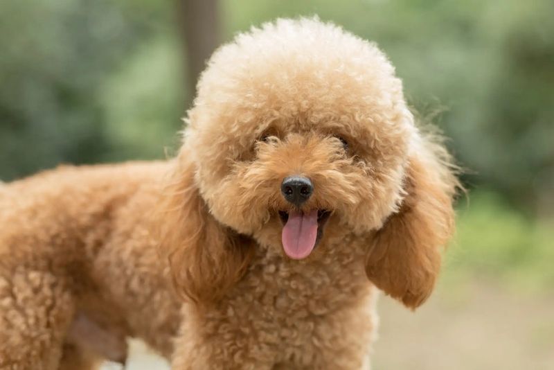 Poodles: The Brilliant Prima Donnas