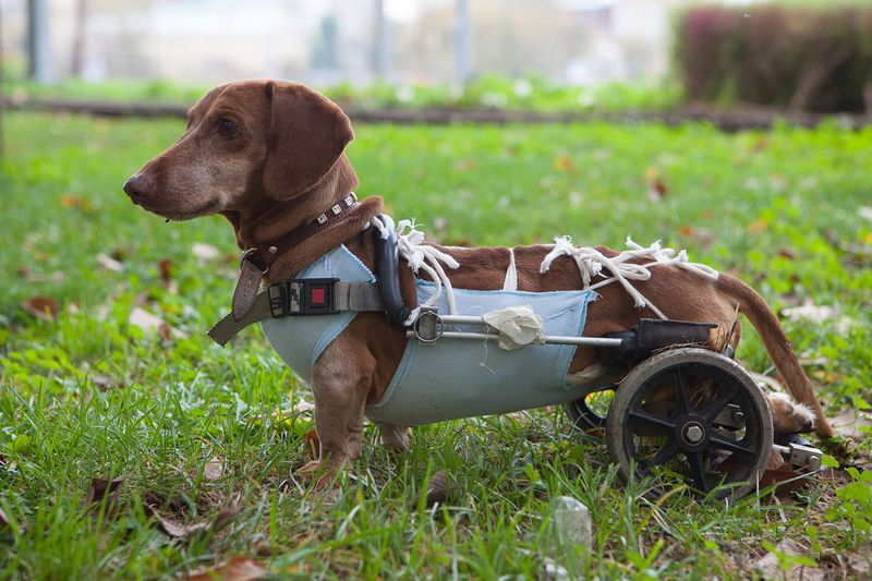 Dachshunds