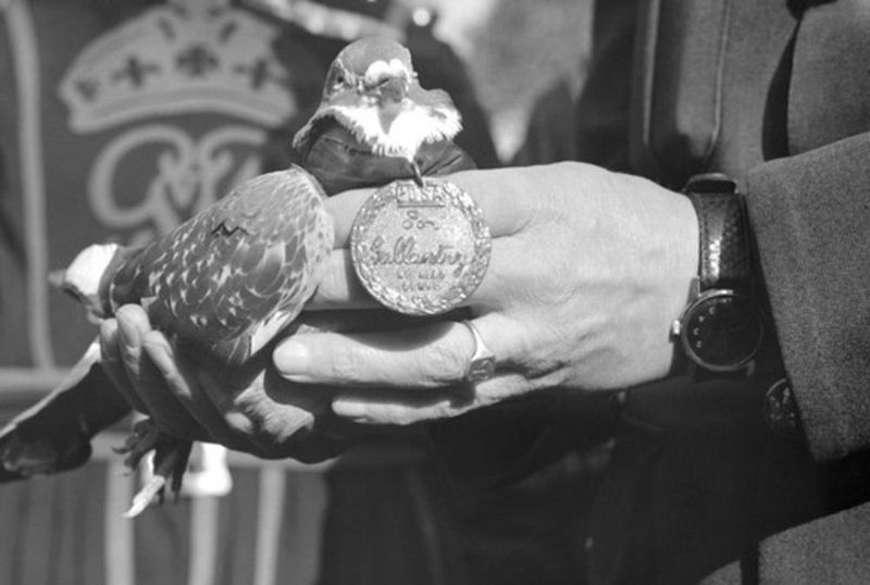 Pigeons Receiving Military Medals
