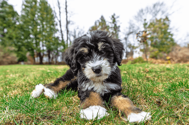 Bernedoodle – The Gentle Giant