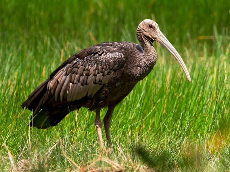 Giant Ibis