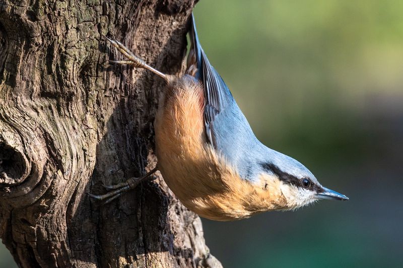 Nuthatch