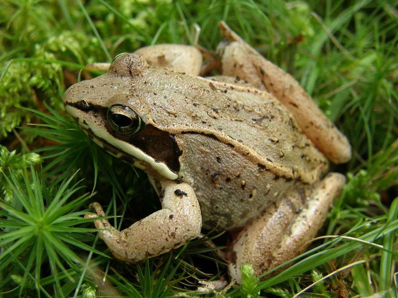 Wood Frog