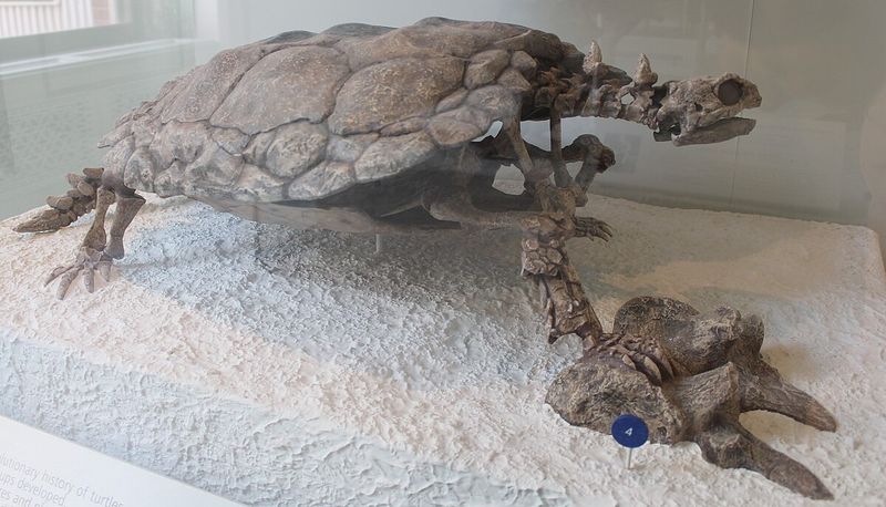 Proganochelys - The Pioneer Shell-Bearer