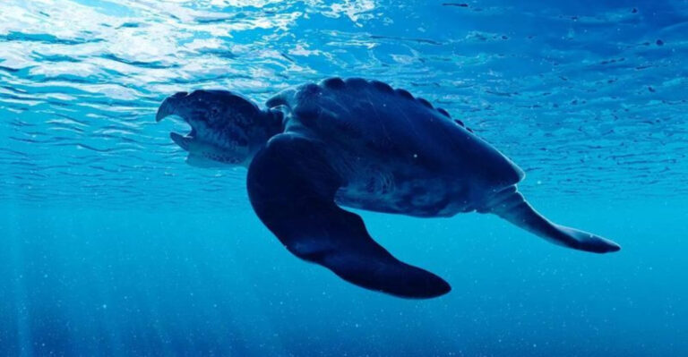 Celebrating World Turtle Day: 13 Ancient Turtle Species That Outlived Dinosaurs