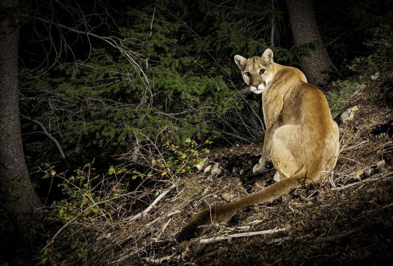 Trail Camera Network