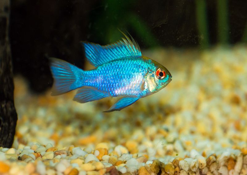 Electric Blue Ram