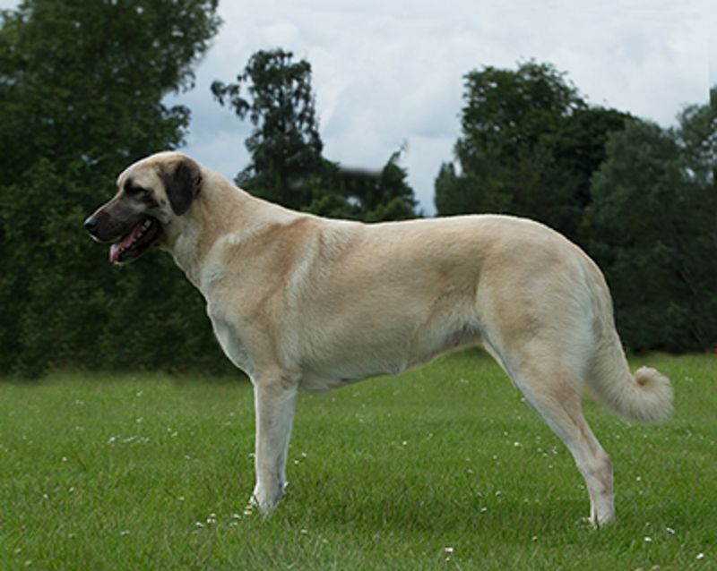 Kangal