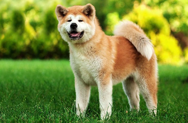 Akita: Japan's Dignified Guardian With A Complex Temperament