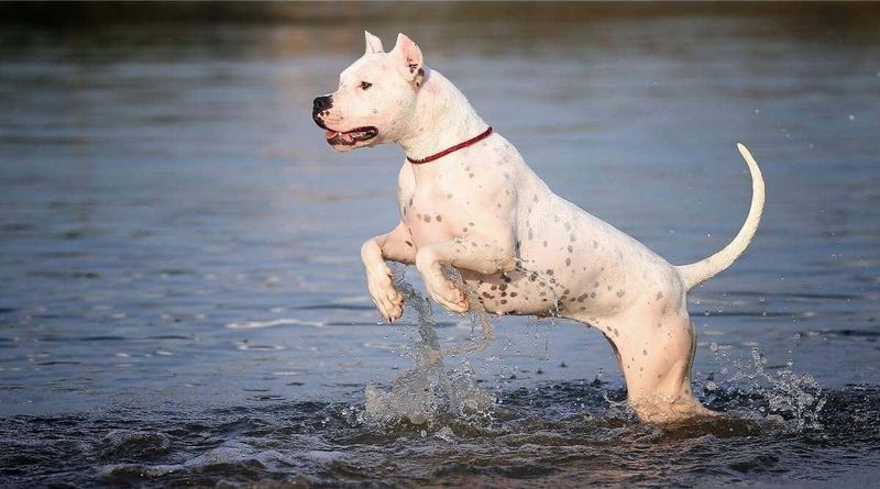 Cordoba Fighting Dog