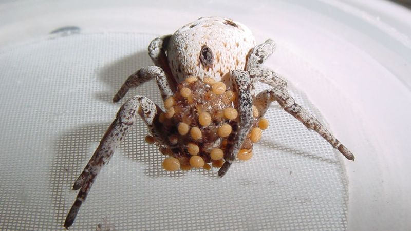 Desert Spider's Maternal Meal