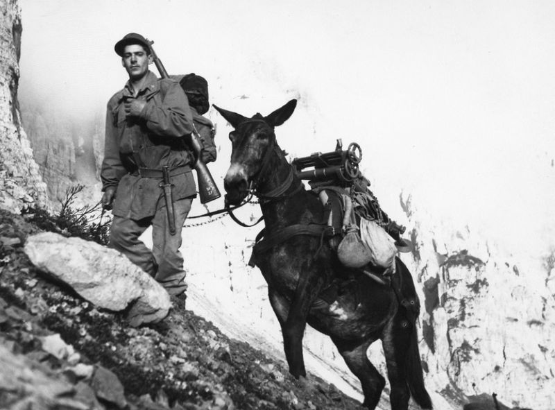 Mules Carrying Battle Colors In Mountain Regiments