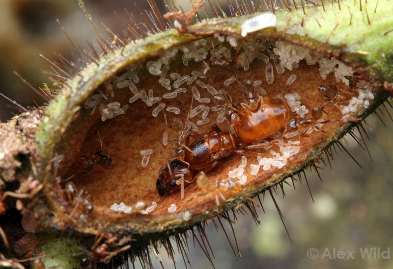The Queen's Secret Role in Nest Building