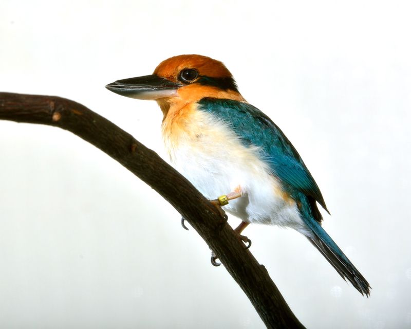 The Role Of Habitat Restoration In The Comeback Of The Kingfisher