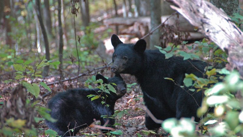 How The Smokies Became A Bear Sanctuary