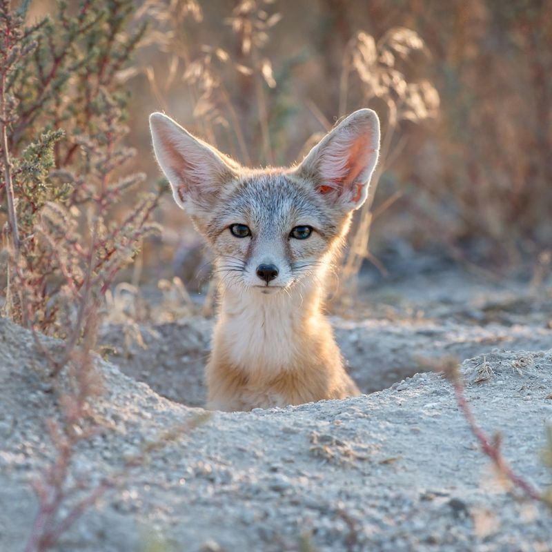 Role In Ecosystem Balance
