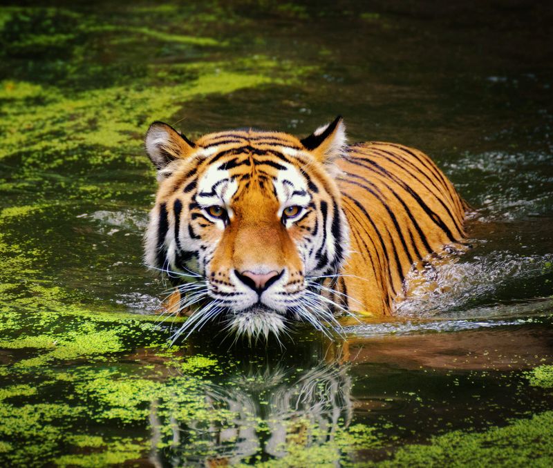 Amur Tigers In The Wild And The Threats They Face
