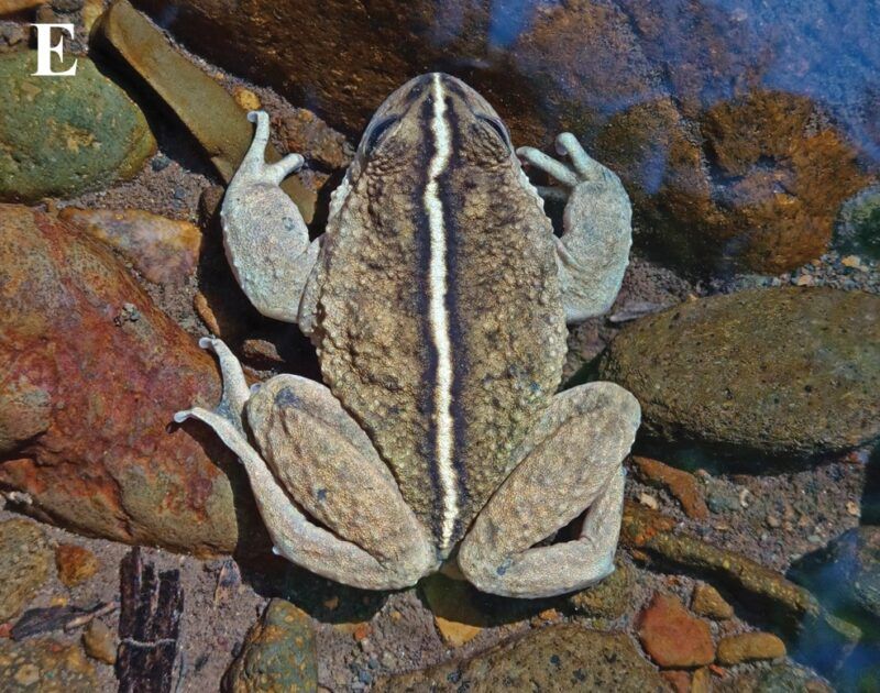 The Ecological Importance Of Alsodes vittatus In Its Habitat