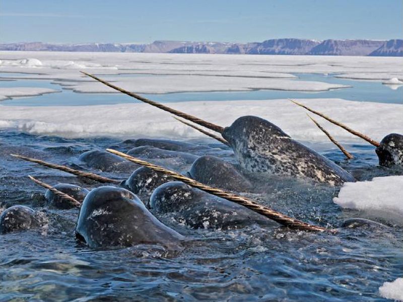 Narwhal