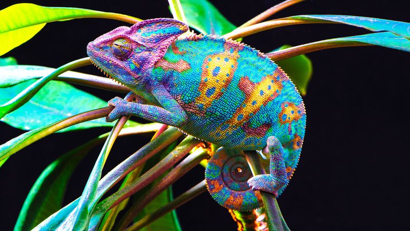 Chameleon