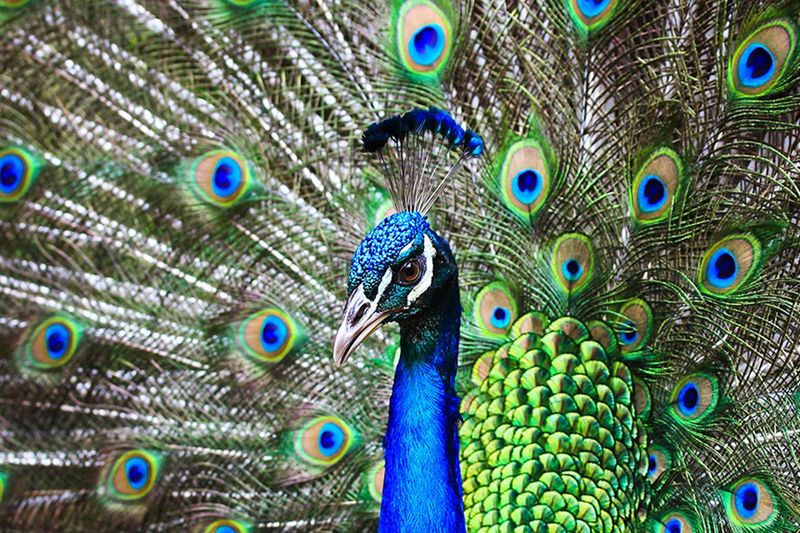 Prismatic Peacocks