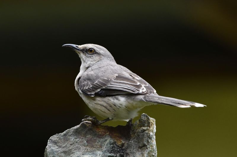 Mockingbirds Speak In Many Voices