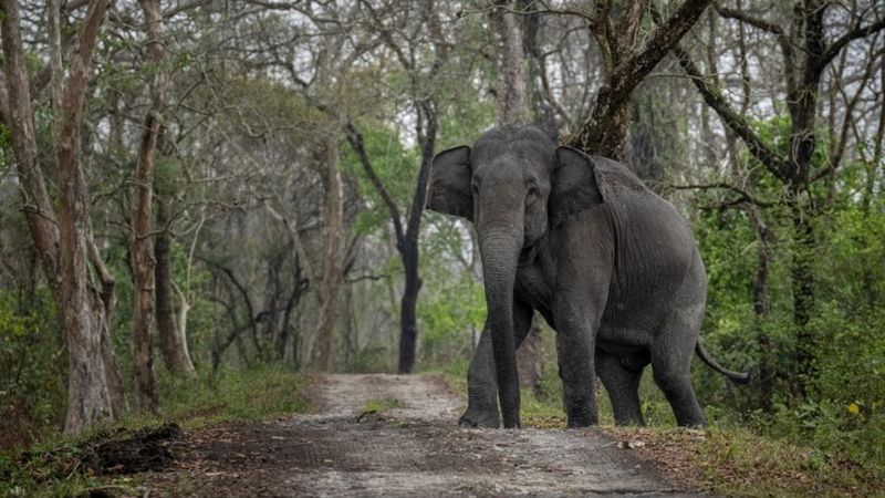Cross-Species Compassion In Grief