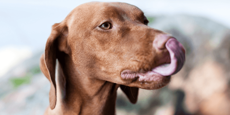 Excessive Yawning Or Lip Licking