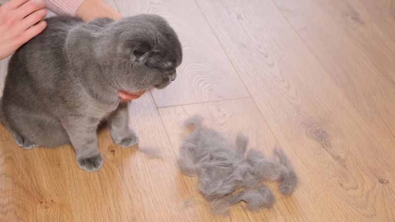 Excessive Shedding
