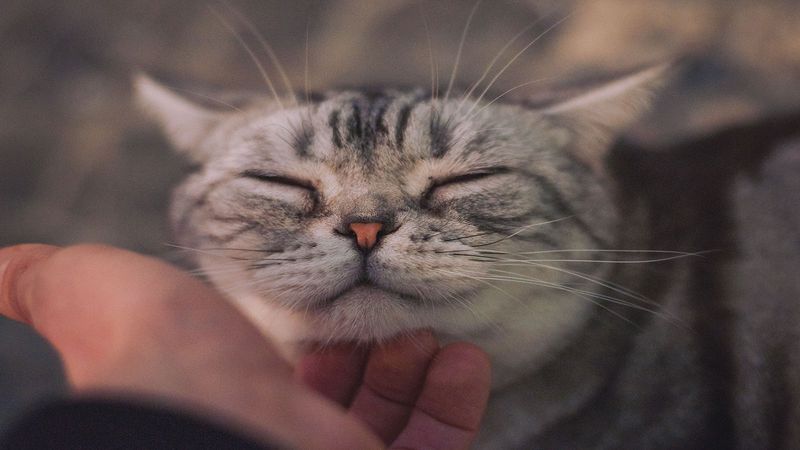 Purring While Calm