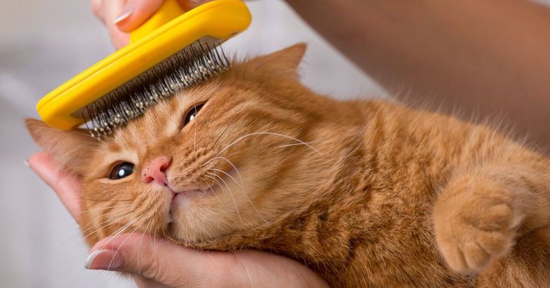 Thinning Coats: When Fluff Fades