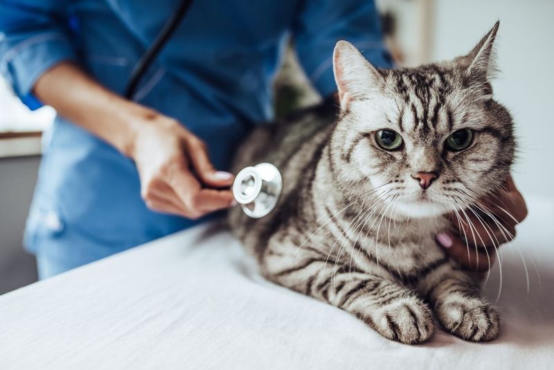 Skipping Regular Vet Checks