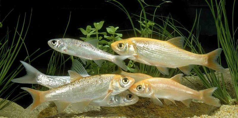 Fathead Minnows: Tiny But Mighty