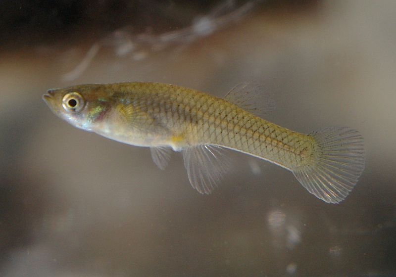 Mosquitofish: Tiny Terrors Against Invasive Minnows