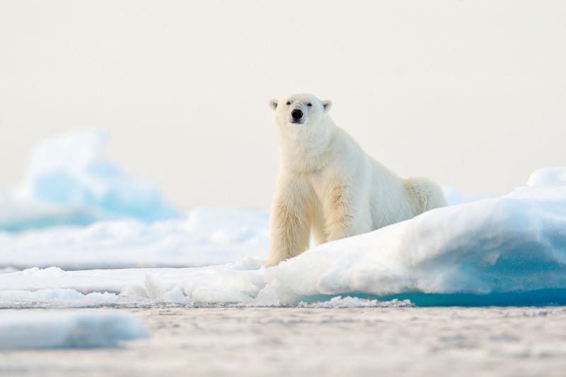 Polar Bear – Arctic King On Thin Ice