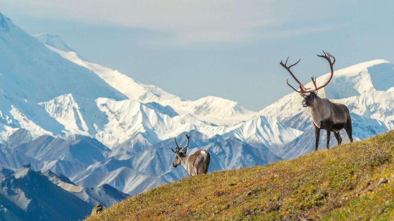 Denali National Park