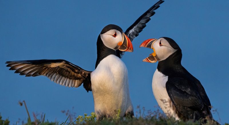 Spectacular Puffins