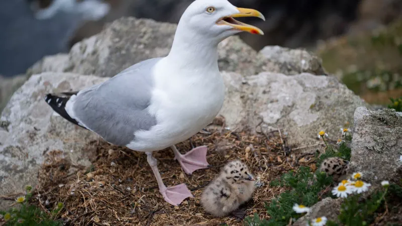 Breakfast-Stealing Seagulls