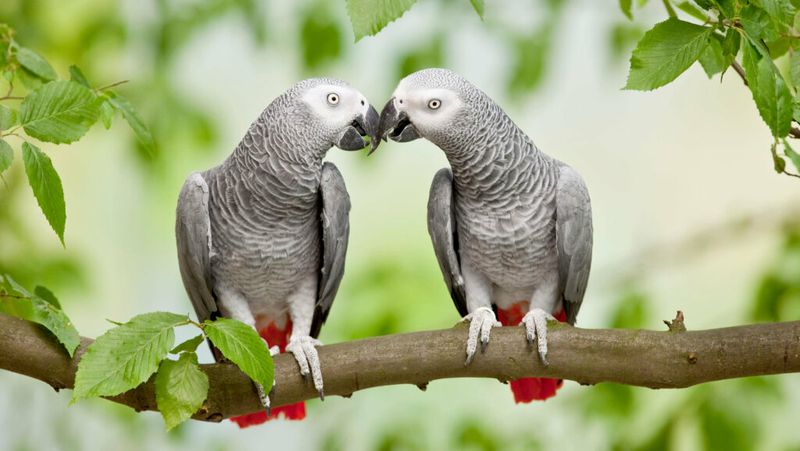 Sassy African Grey Intellectuals