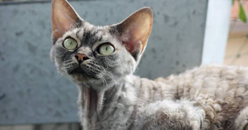 Devoted Devon Rex