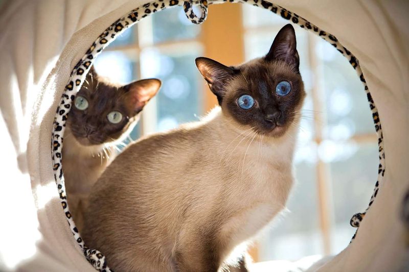 Tonkinese – The Self-Assured Socialite