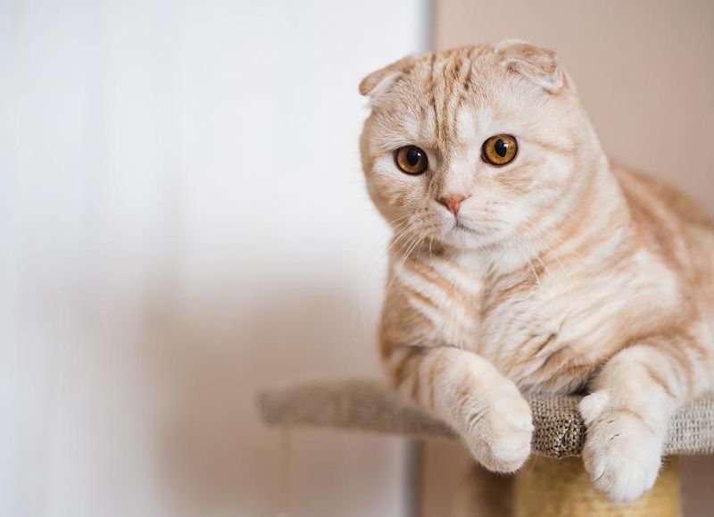 Scottish Fold
