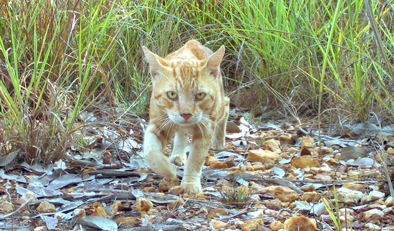 Australia's Lost Farm Hunters