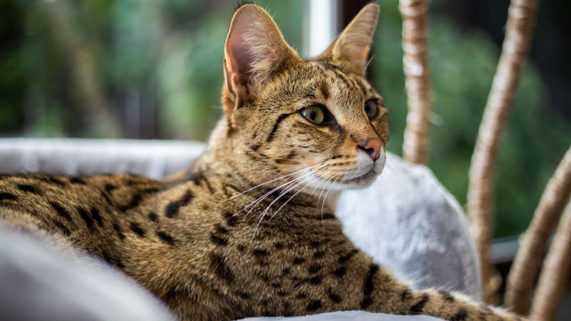 Savannah Cats: Born Explorers