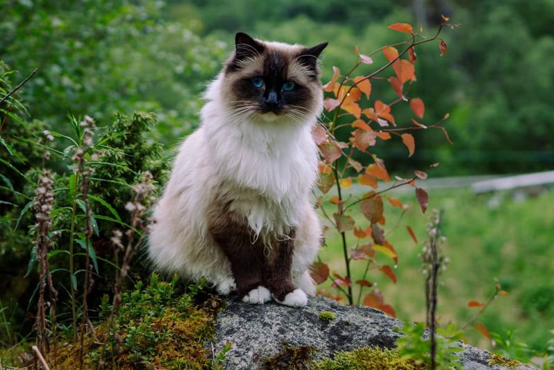 Himalayan: The Regal Relaxation Expert