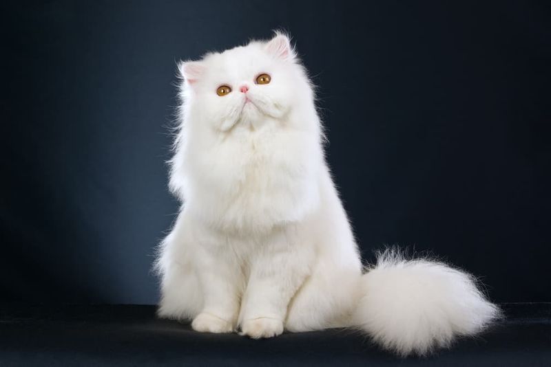 Persian: The Dignified Lounger