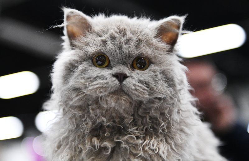 Selkirk Rex: The Plush Teddy Bear