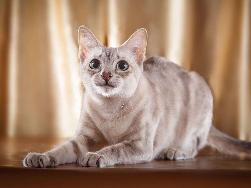 Tonkinese: The Balanced Blend