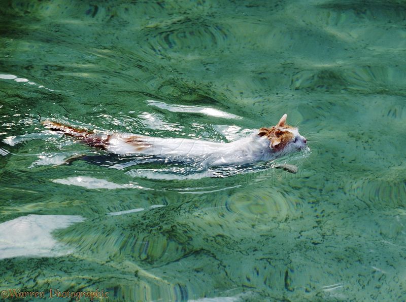 Turkish Van