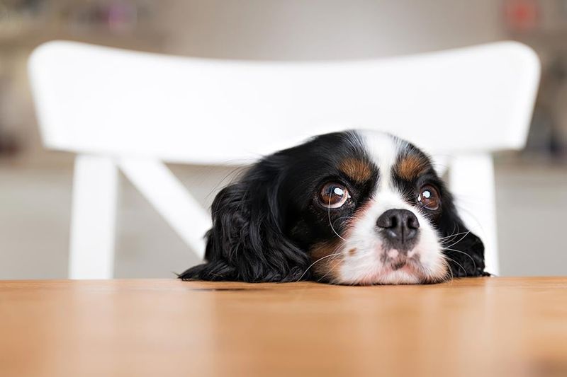 Begging At The Table
